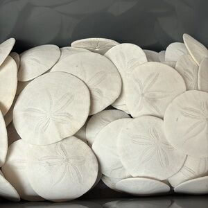12 Real sand dollars